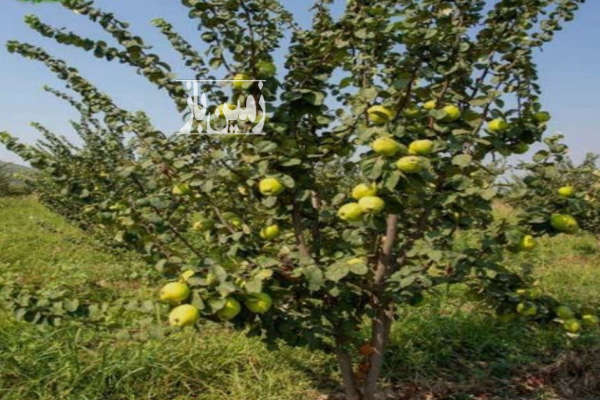 باغچه گلابی ۷۰۵ متری بر جاده الشتر-2