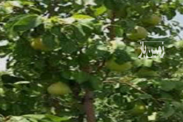 باغچه گلابی ۷۰۵ متری بر جاده الشتر-3