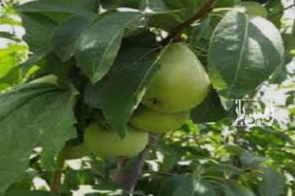 باغچه گلابی ۷۰۵ متری بر جاده الشتر-4