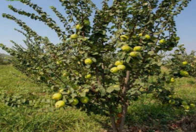 باغچه گلابی ۷۰۵ متری بر جاده الشتر