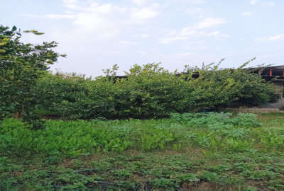 زمین باغی و مسکونی دارای بنای ۱۱۰۰ متر