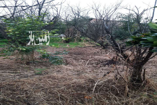 زمین مسکونی مرزیکلا روستای دراز کلا ۳۷۲ متر-1