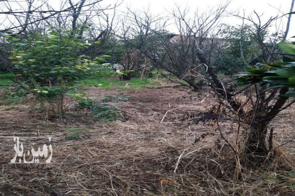 زمین مسکونی مرزیکلا روستای دراز کلا ۳۷۲ متر-4