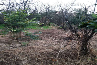 زمین مسکونی مرزیکلا روستای دراز کلا ۳۷۲ متر