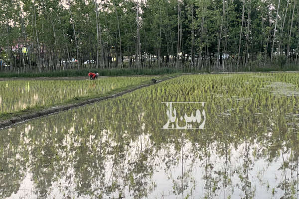 زمین باغی در نزدیکی سده خاکی سقالکسار ۲۶۴ متر-2