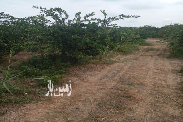 زمین ۲۰۰۰ متر باغی جاده جویبار روستای نوده-1