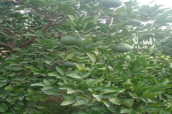 زمین ۲۰۰۰ متر باغی جاده جویبار روستای نوده-2