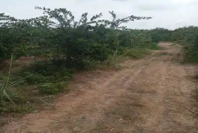 زمین ۲۰۰۰ متر باغی جاده جویبار روستای نوده
