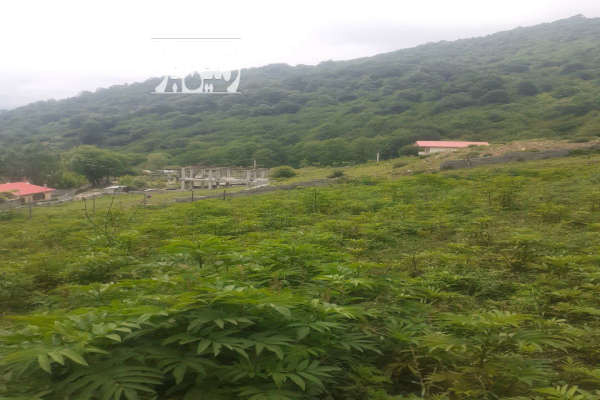 زمین کشاورزی ۲۴۷ متری روستای لمزر پلسفید-1