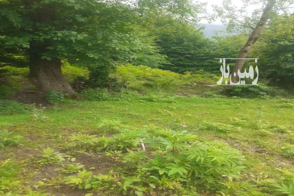 زمین کشاورزی ۲۴۷ متری روستای لمزر پلسفید-2