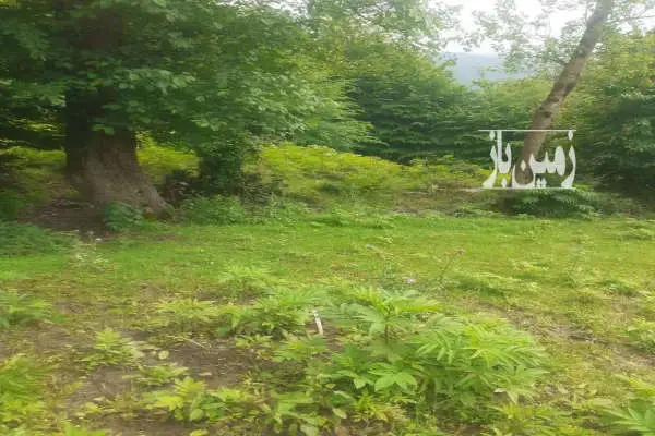 زمین کشاورزی ۲۴۷ متری روستای لمزر پلسفید - تصویر 2