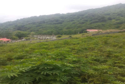 زمین کشاورزی ۲۴۷ متری روستای لمزر پلسفید