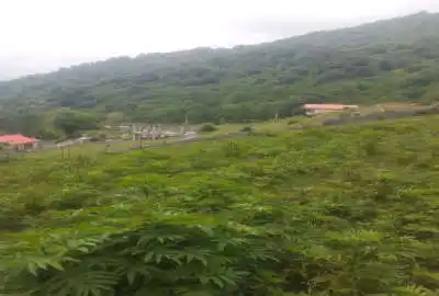 زمین کشاورزی ۲۴۷ متری روستای لمزر پلسفید