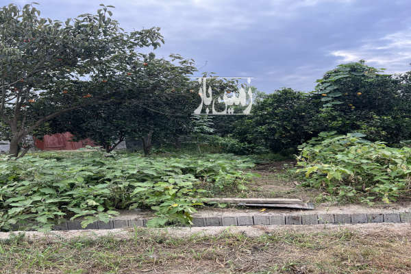 زمین مسکونی۳۰۰ متر روستای کوسه رز-1