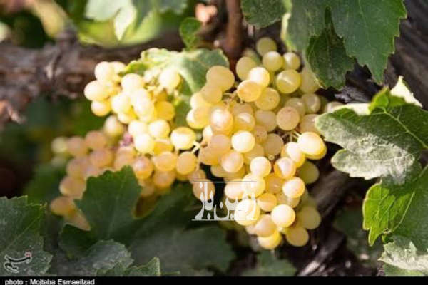 باغ انگور بادام ۱۵۰۰۰ متر فاصله تا ابهر ۵ کیلومتر-1