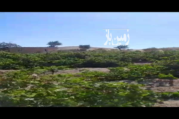 باغ انگور بادام ۱۵۰۰۰ متر فاصله تا ابهر ۵ کیلومتر-3
