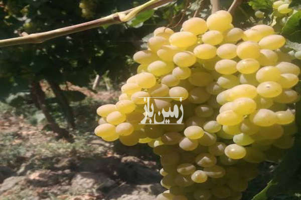 باغ انگور بادام ۱۵۰۰۰ متر فاصله تا ابهر ۵ کیلومتر-4