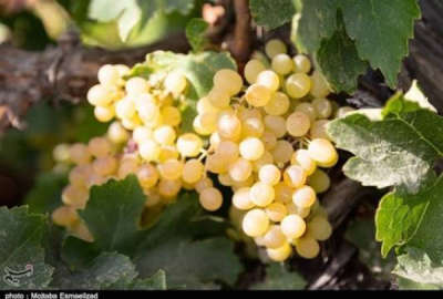 باغ انگور بادام ۱۵۰۰۰ متر فاصله تا ابهر ۵ کیلومتر