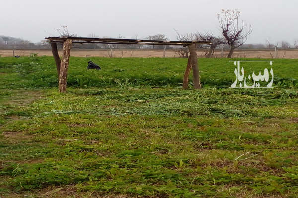 زمین در روستای درخانه بر خیابان اصلی ۷۰۰ متر-2
