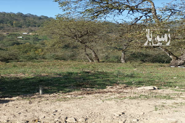 زمین باغی بابل بندپی شرقی روستای گاوزن محله ۱۰۰۰ متر-1