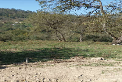 زمین باغی بابل بندپی شرقی روستای گاوزن محله ۱۰۰۰ متر