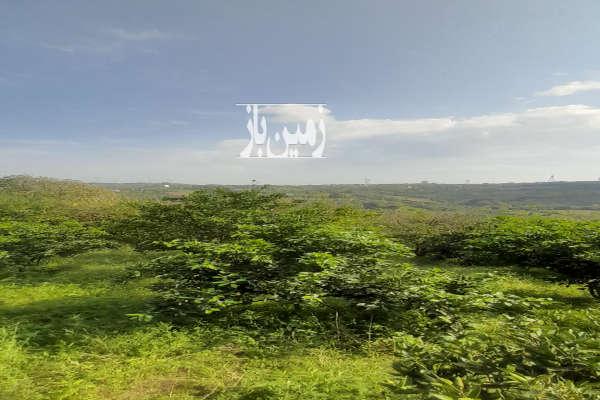 باغ مرکبات قائمشهر روستای وسطی کلا ۳۱۷۸ متر-1