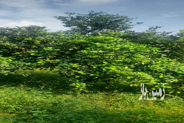 باغ مرکبات قائمشهر روستای وسطی کلا ۳۱۷۸ متر-2