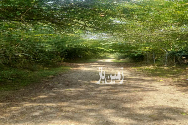 باغ مرکبات قائمشهر روستای وسطی کلا ۳۱۷۸ متر-3