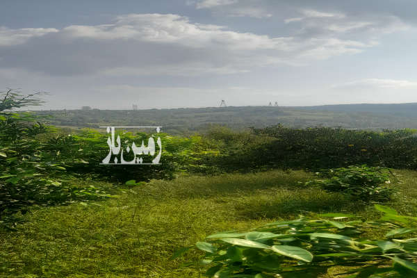 باغ مرکبات قائمشهر روستای وسطی کلا ۳۱۷۸ متر-4
