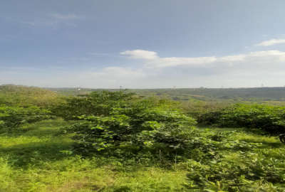 باغ مرکبات قائمشهر روستای وسطی کلا ۳۱۷۸ متر