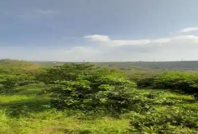 باغ مرکبات قائمشهر روستای وسطی کلا ۳۱۷۸ متر