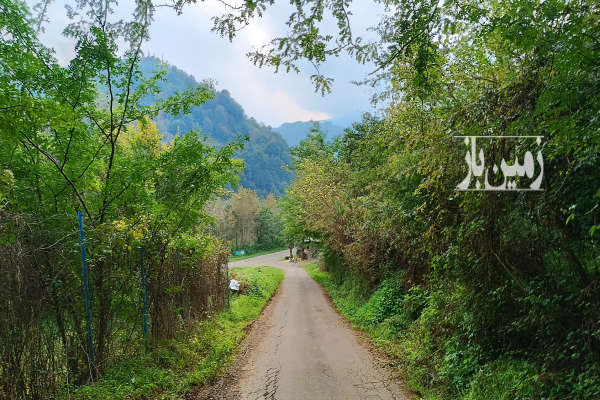 باغ مرکبات و میوه ارتفاعات لنگرود ۳۲۱۷ متر-3