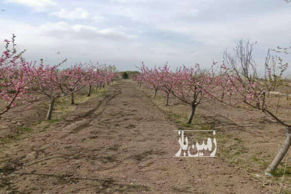 باغچه ۵۰۰ متر روستای ابراهیم بیگی ساوجبلاغ-2