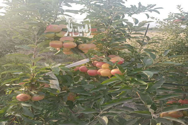 باغچه ۵۰۰ متر روستای ابراهیم بیگی ساوجبلاغ-3