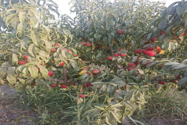 باغچه ۵۰۰ متر روستای ابراهیم بیگی ساوجبلاغ-4