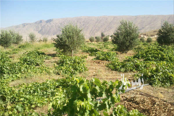 زمین باغ کشاورزی ۵۰۰۰ متری ناحیه یک جاده دستجرد-1