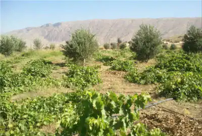 زمین باغ کشاورزی ۵۰۰۰ متری ناحیه یک جاده دستجرد