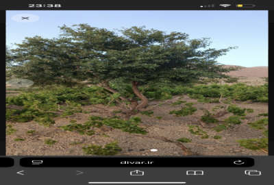 باغ انگوری در نظم اباد اراک باغ صفا ۴۰۰ متر