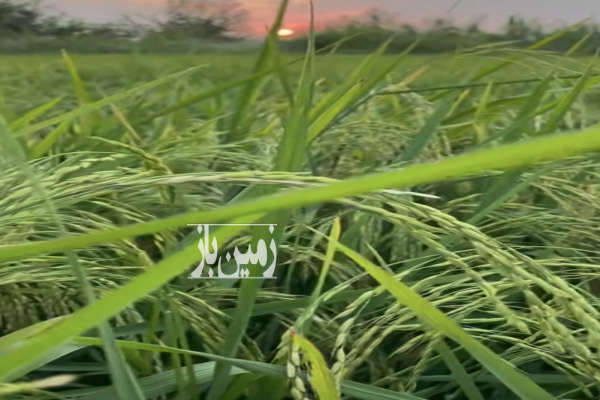 زمین کشاورزی دابودشت آمل روستای حسین آباد ۹۷۵۰۰۰ متر-1