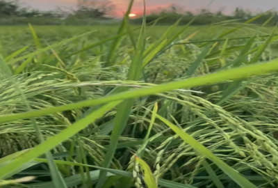 زمین کشاورزی دابودشت آمل روستای حسین آباد ۹۷۵۰۰۰ متر