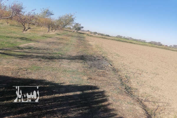 باغ آلو شابلون ۱۰ساله روستای دودانگه ۳۰۰ متر-1