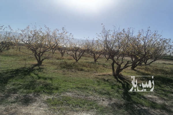 باغ آلو شابلون ۱۰ساله روستای دودانگه ۳۰۰ متر-2