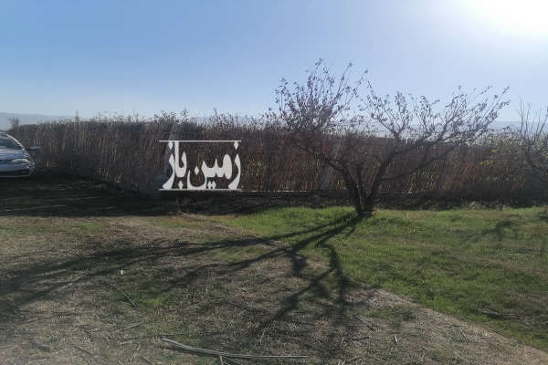 باغ آلو شابلون ۱۰ساله روستای دودانگه ۳۰۰ متر-3