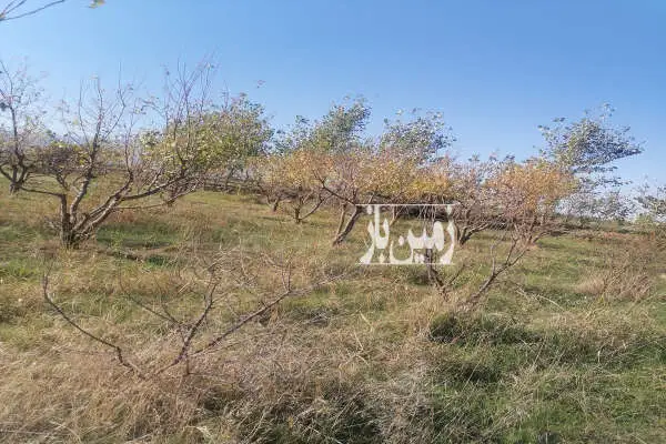 باغ آلو شابلون ۱۰ساله روستای دودانگه ۳۰۰ متر - تصویر 4