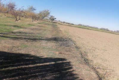 باغ آلو شابلون ۱۰ساله روستای دودانگه ۳۰۰ متر
