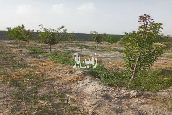 زمین باغی ۱۰۰۰متر بعد از پل گلبهار روستای سراسیاب-2