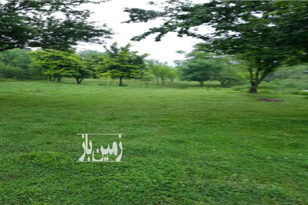 باغ ۴۰۰۰ متری جنگلی سوادکوه شمالی شیرگاه روستای منگل-3