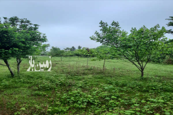 باغ ۴۰۰۰ متری جنگلی سوادکوه شمالی شیرگاه روستای منگل-4