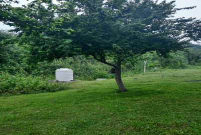 باغ ۴۰۰۰ متری جنگلی سوادکوه شمالی شیرگاه روستای منگل