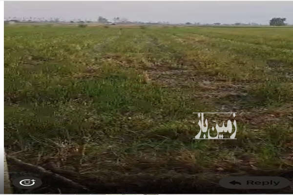 زمین کشاورزی بابل روستای بیجی کلا ۷۲۰۰ متر-4